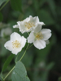 látnivaló címképe